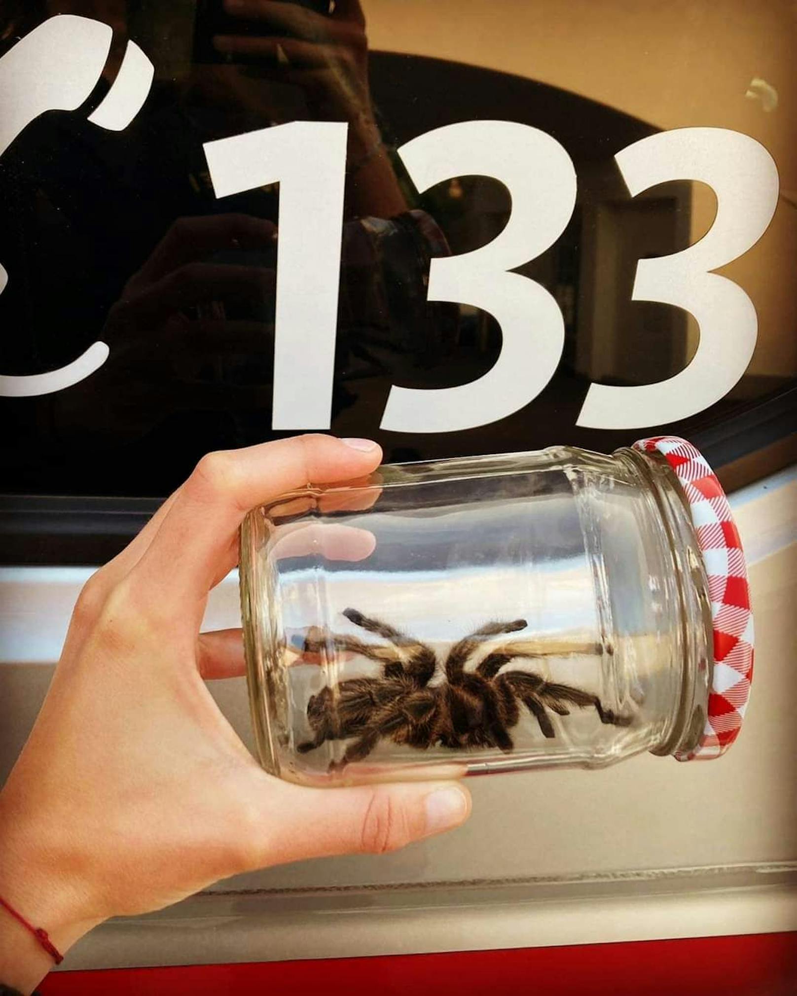 Die Spinne wurde in einem Marmeladeglas gesichert und ins Tierheim gebracht.