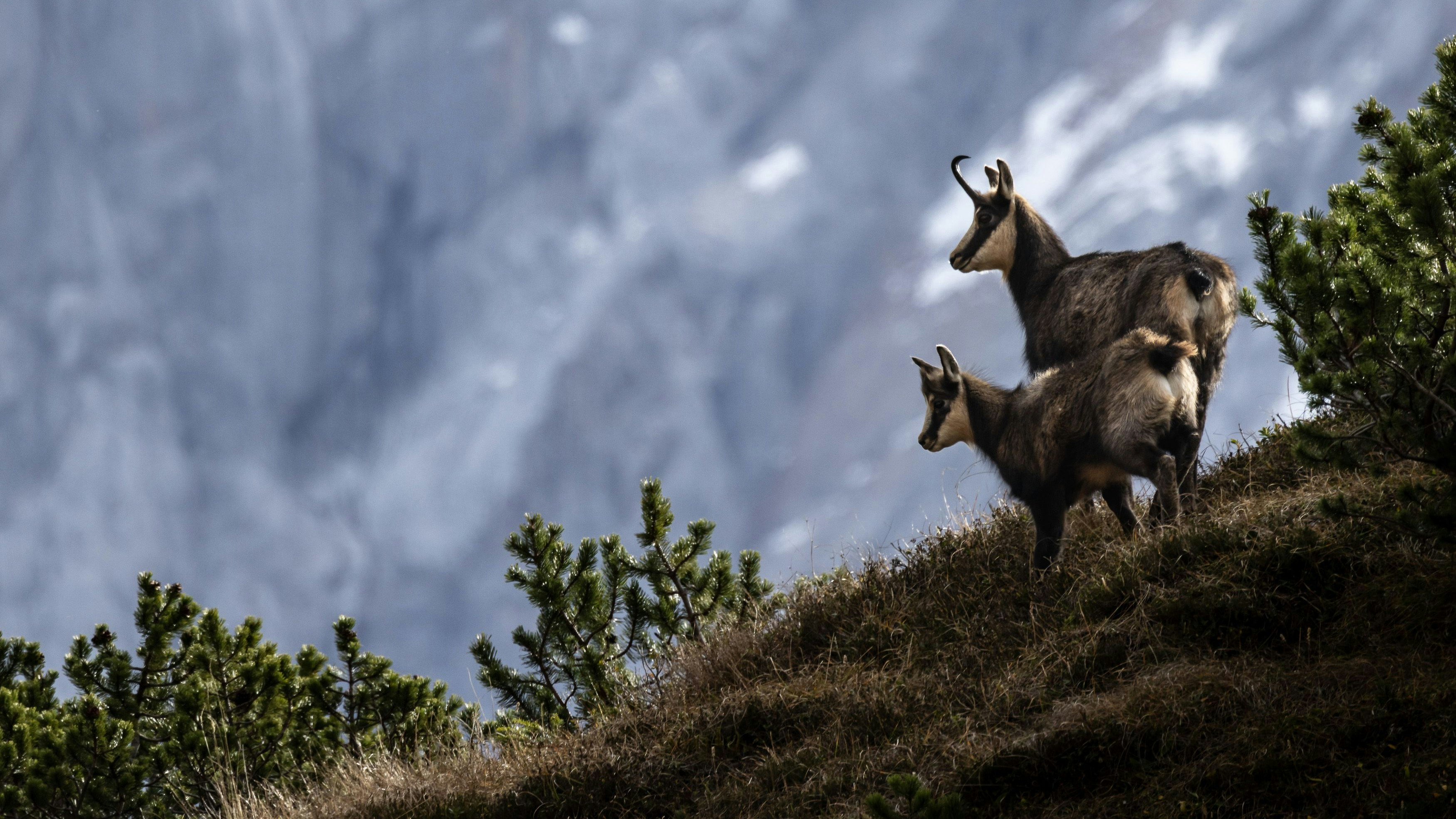 Download von www.picturedesk.com am 30.05.2023 (10:17).  01.11.2022, Gosau, Oberösterreich, Österreich (Austria): Gamswild, Gämse, Rupicapra rupicapra, im Gosaukamm, einem Gebirgsstock im Dachstein-Gebirge Fotocredit: Martin Huber - 20221101_PD18762 - Rechteinfo: Rights Managed (RM)