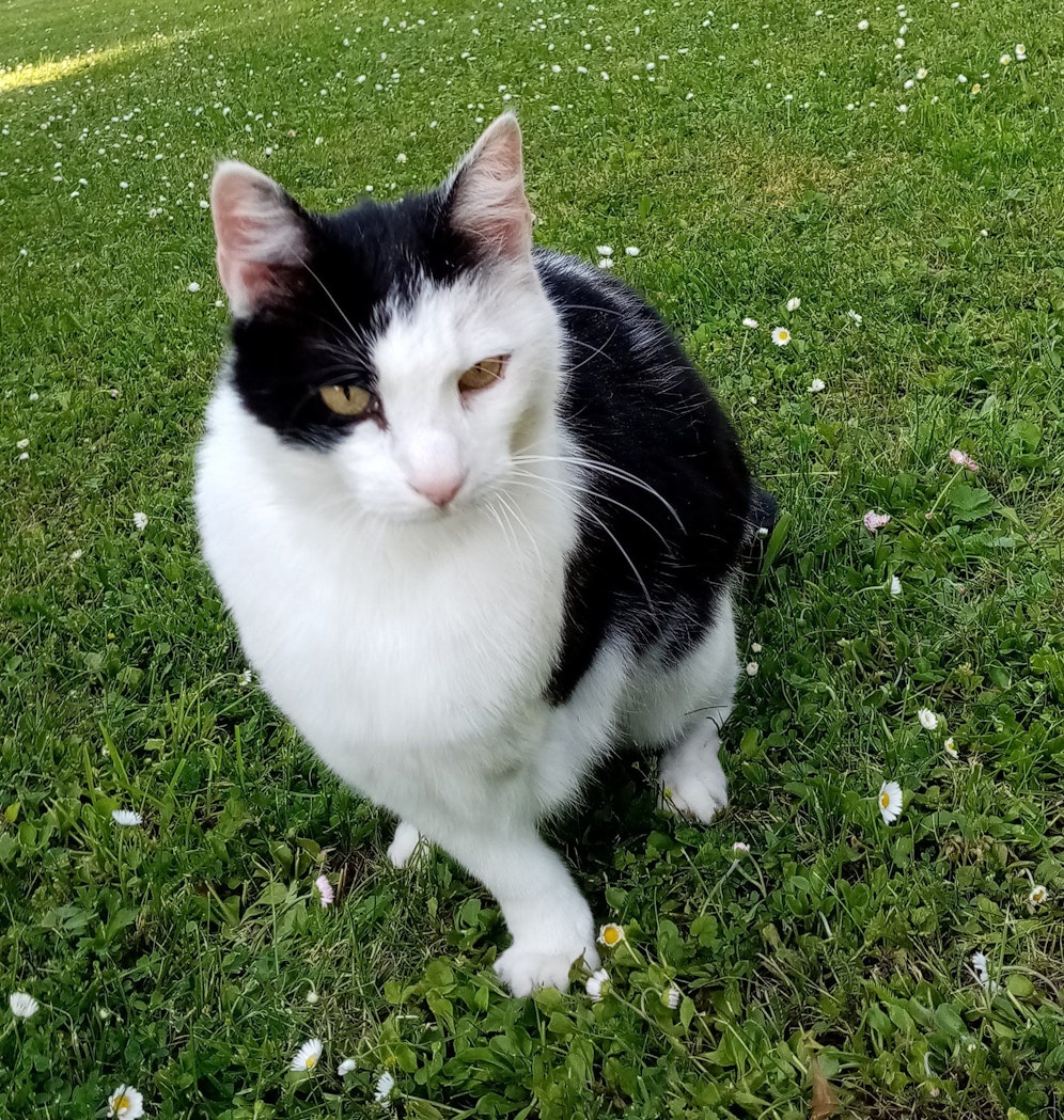 Kater Ryan wurde vor 10 Jahren zum Star im Internet