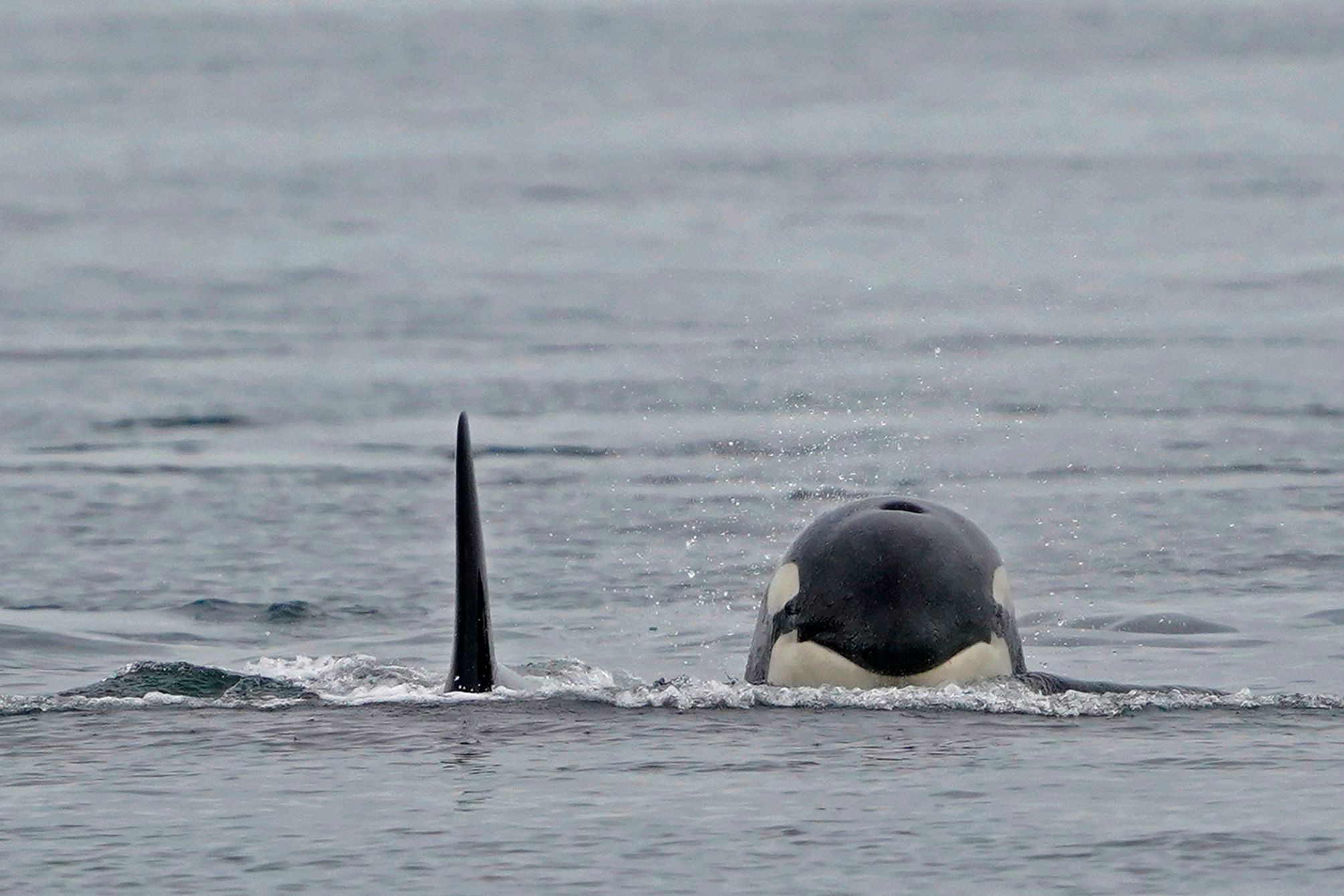 Download von www.picturedesk.com am 30.05.2023 (09:49).  Two Bigg's killer whales swim toward a Pacific Whale Watch Association vessel on May 4, 2022, near Whidbey Island in Washington state. (AP Photo/Ted S. Warren) - 20220504_PD19319 - Rechteinfo: Rights Managed (RM)