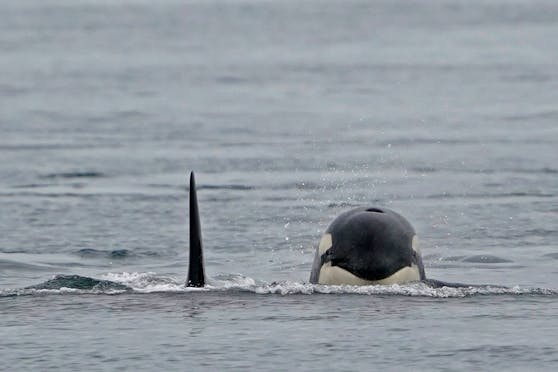 Alleine in diesem Jahr kam es bereits zu 21 Attacken von Orcas vor Gibraltar.&nbsp;