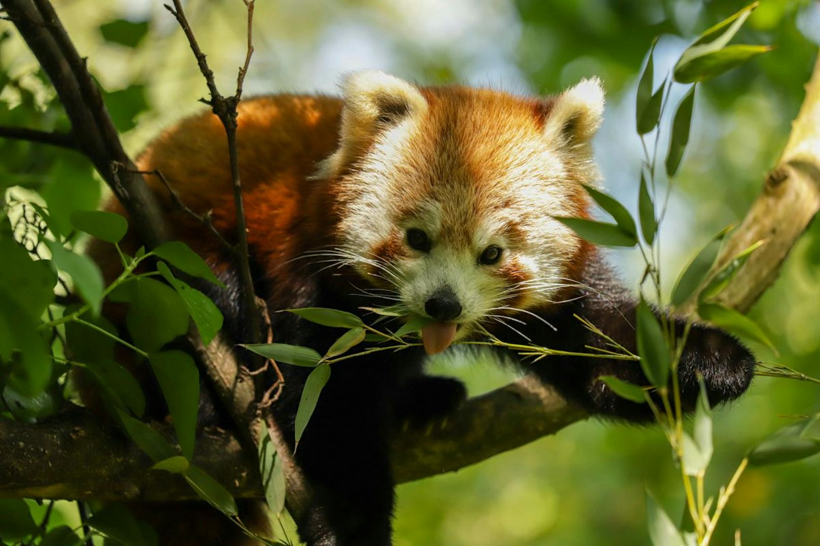 Das Rote Panda-Weibchen Sundara hatte es irgendwie geschafft, aus ihrem Gehege auszubrechen.