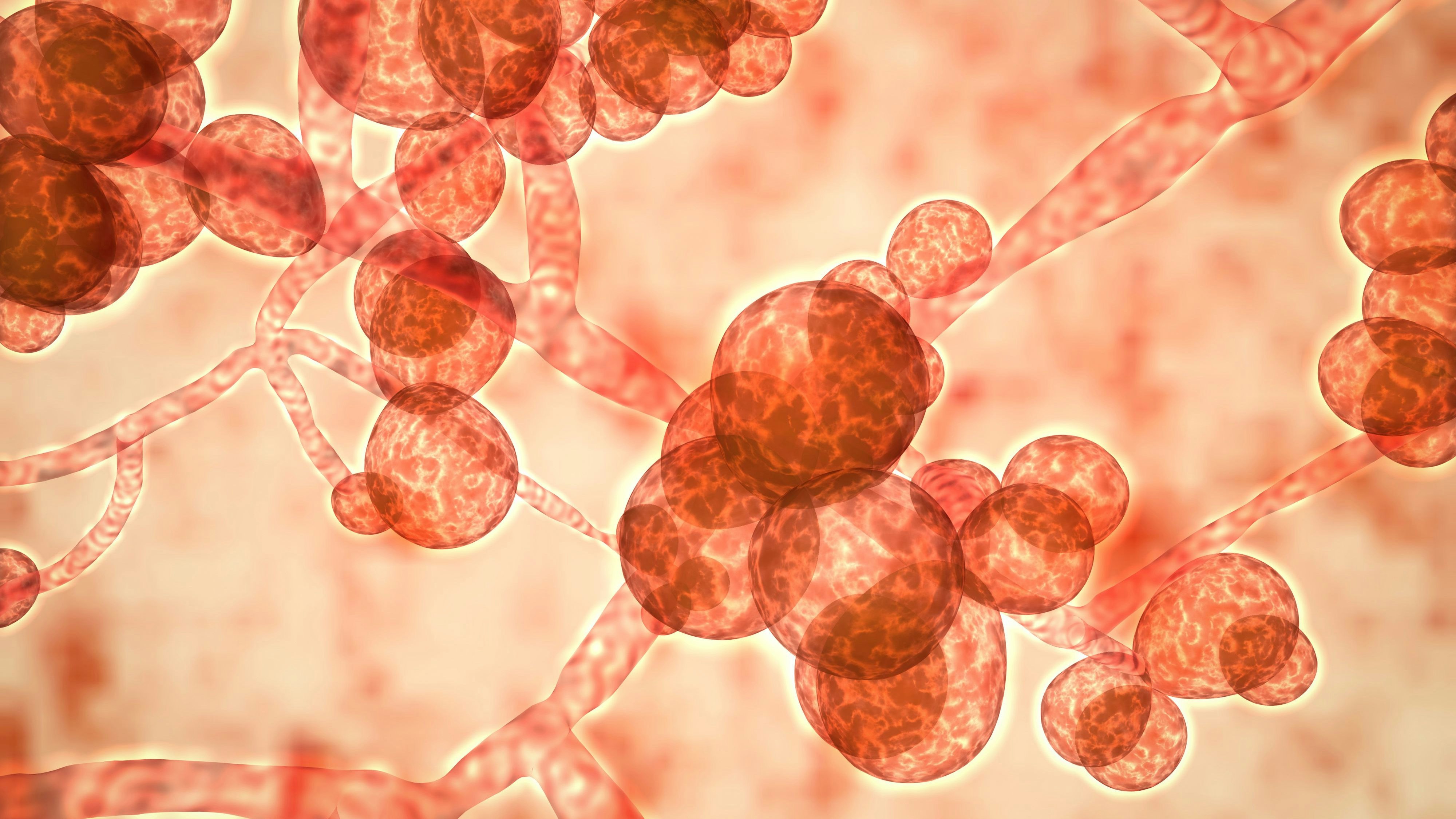 Download von www.picturedesk.com am 31.05.2023 (16:22).  Computer illustration of the unicellular fungus (yeast) Candida auris. C. auris was first identified in 2009. It causes serious multidrug-resistant infections in hospitalized patients and has high mortality rates. It causes bloodstream, wound and ear infections and has also been isolated from respiratory and urine specimens. Most C. auris infections are treatable with antifungals from the echinocandin group of drugs. - 20181203_PD6231 - Rechteinfo: Royalty Free (RF)