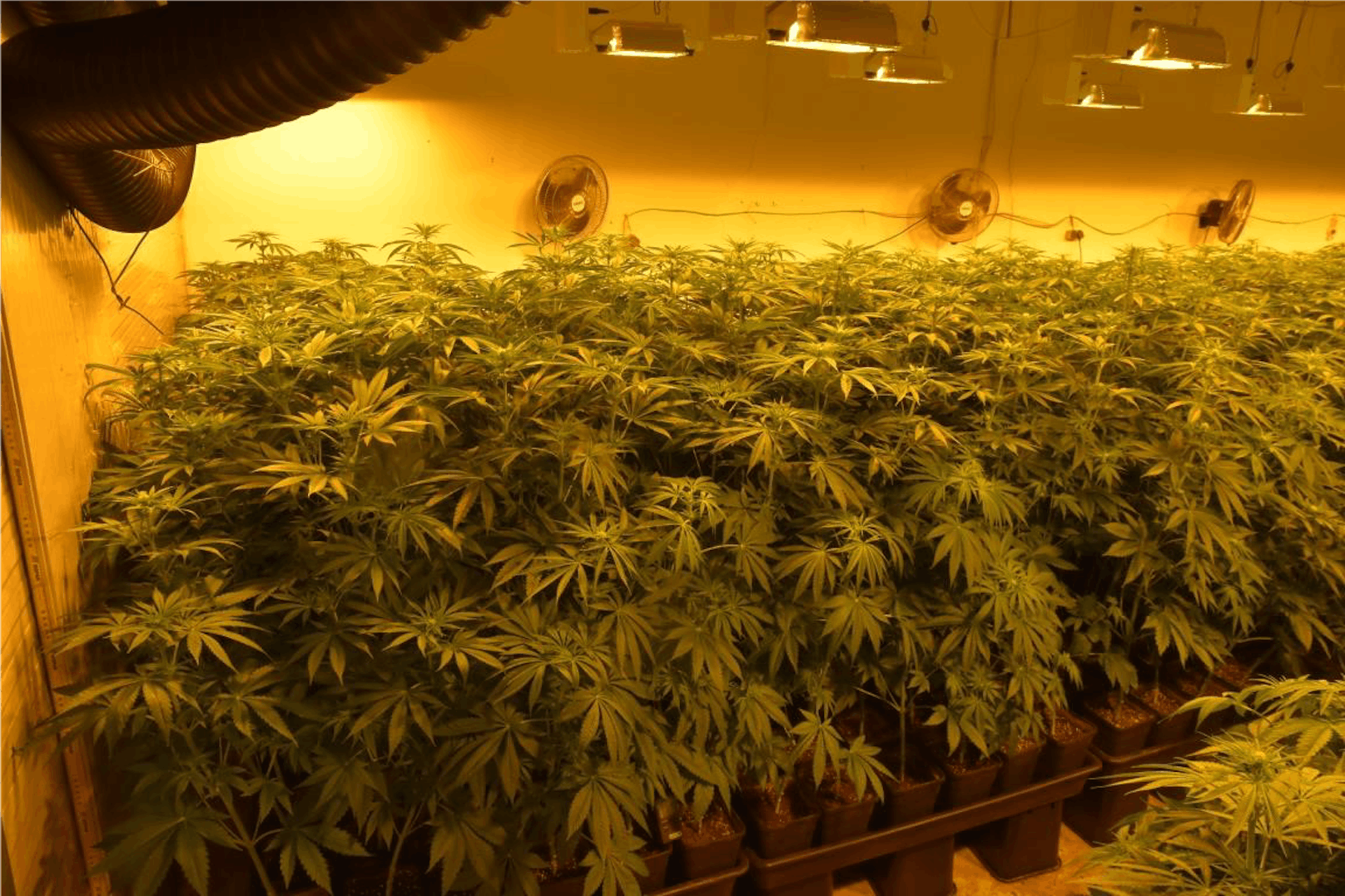 Insgesamt konnten durch die akribische Ermittlungsarbeit 4.200 Cannabispflanzen und 451 Kilogramm Cannabis sichergestellt werden.