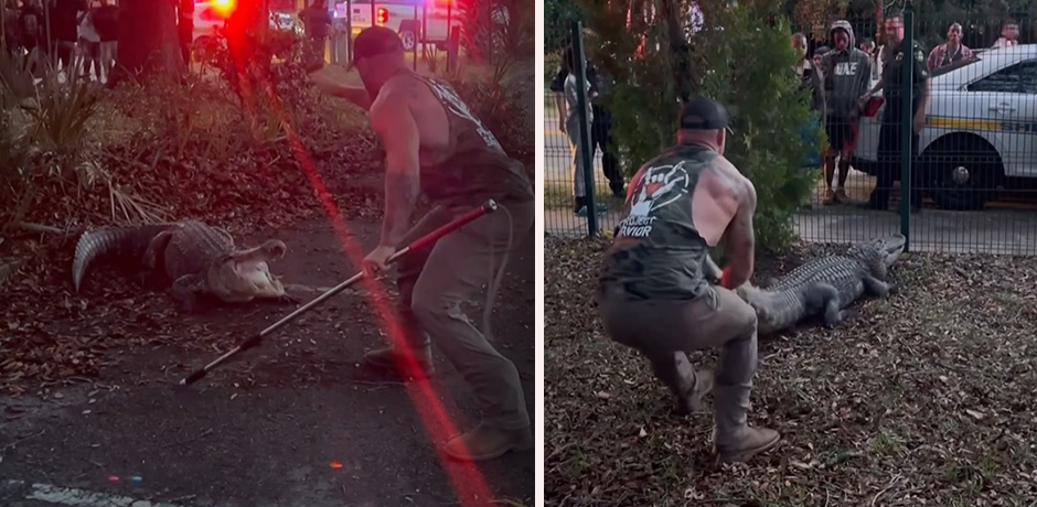 Mike Dragich rang auf einem Parkplatz mit einem Alligator. 