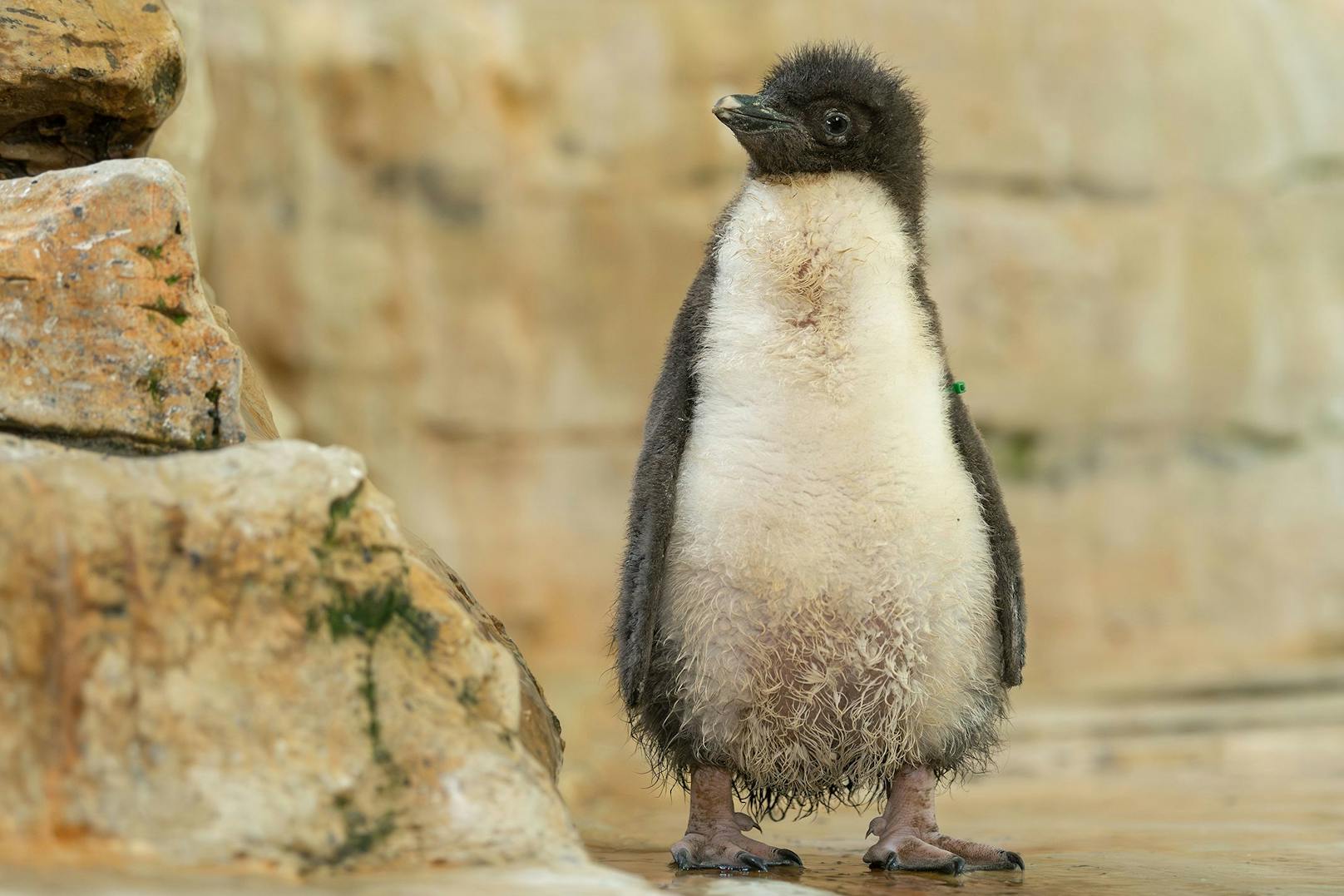Sein Vater und noch ein weiteres Pinguin-Männchen wurden im November 2016 geschwächt, dehydriert und leicht verletzt vor der Küste Australiens aufgefunden – weit entfernt von ihrer natürlichen Heimat rund um die Inselgruppe Tristan da Cunha im südlichen Atlantik.&nbsp;