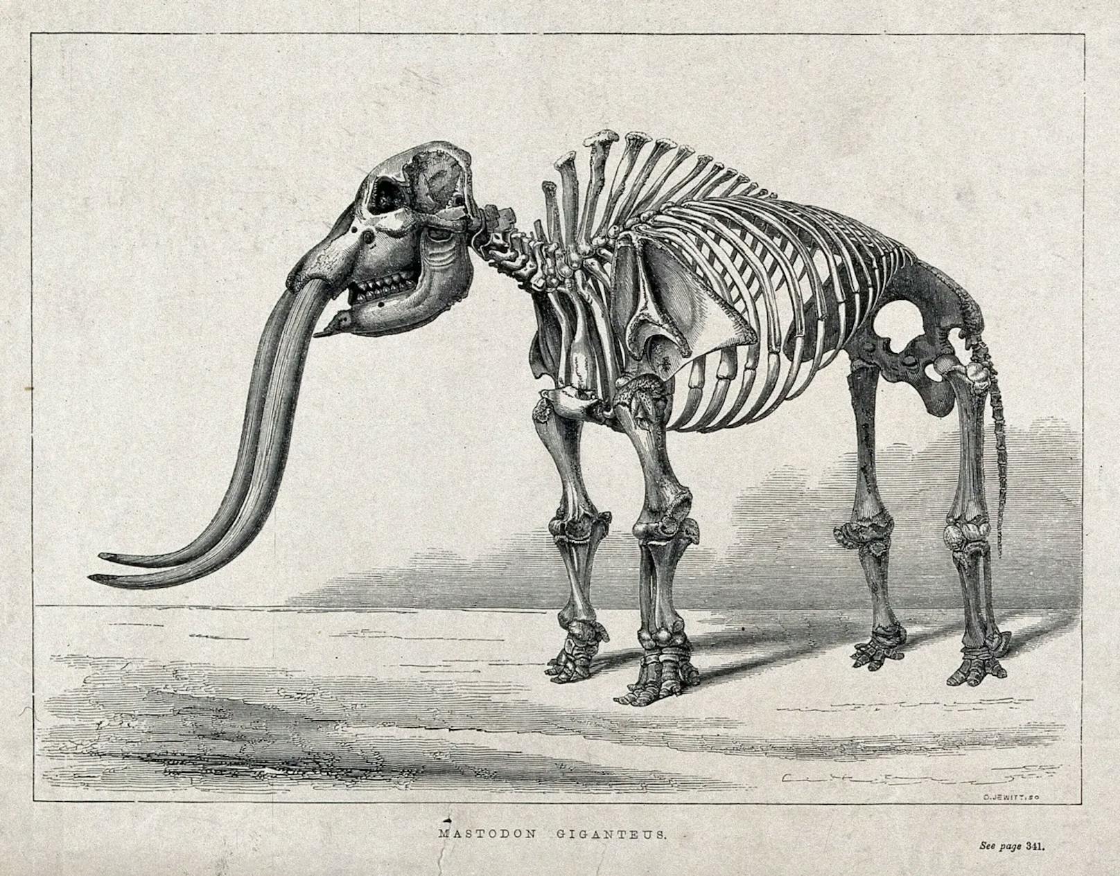 Ein Mastodon wird oft mit dem Mammut verwechselt. Es ist allerdings kleiner als ein Mammut. 