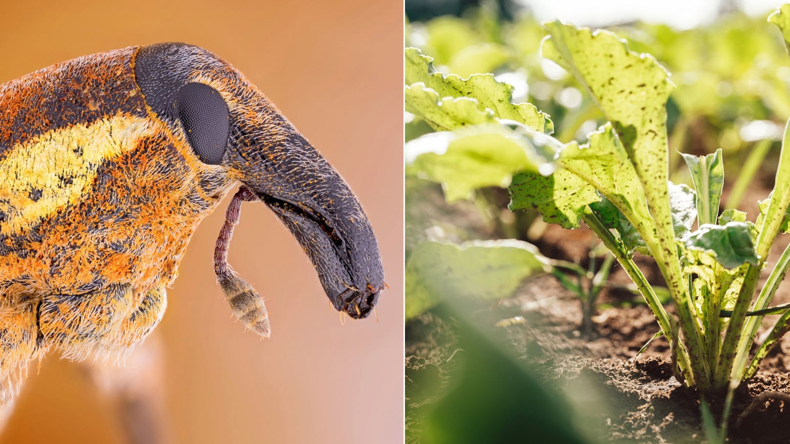 Der Rübenrüsselkäfer vernichtete jetzt die Hälfte der Ernte.