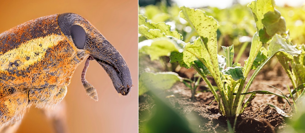 Der Rüben-Rüsselkäfer zerstörte bereits Tausende Hektar Anbaufläche. In Niederösterreich ist man verzweifelt.
