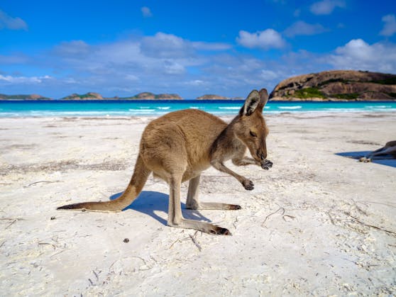 Am schönsten Strand der Welt nimmst du mit Kängurus ein Sonnebad.