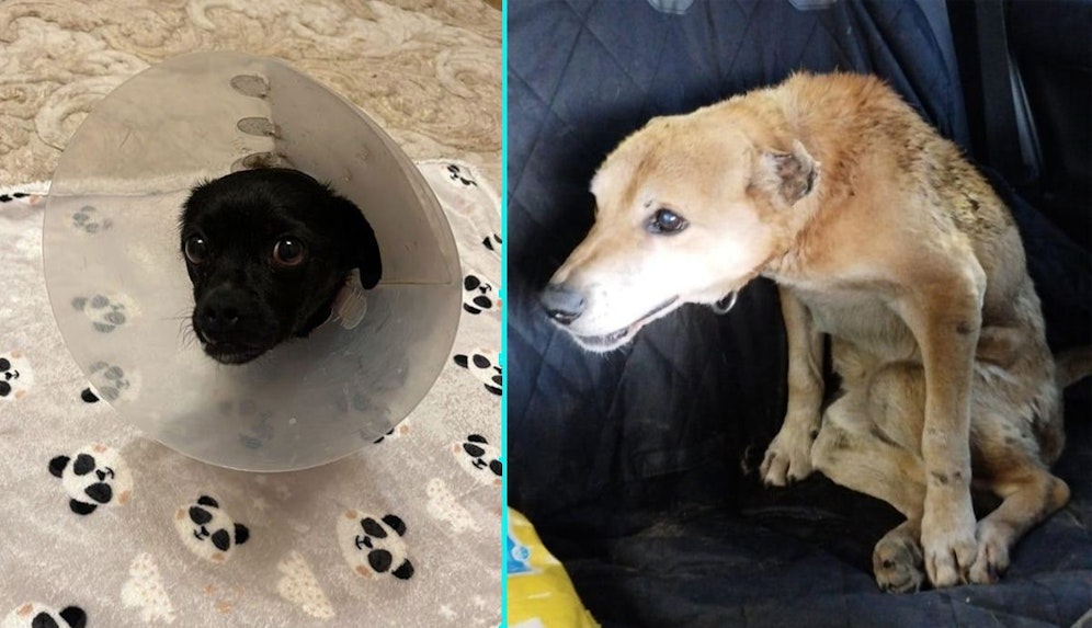 Die Hunde haben auf Gut Aiderbichl Henndorf in Salzburg ein neues Zuhause gefunden - und Sam flitzt mit Rollstuhl über die Wiese.