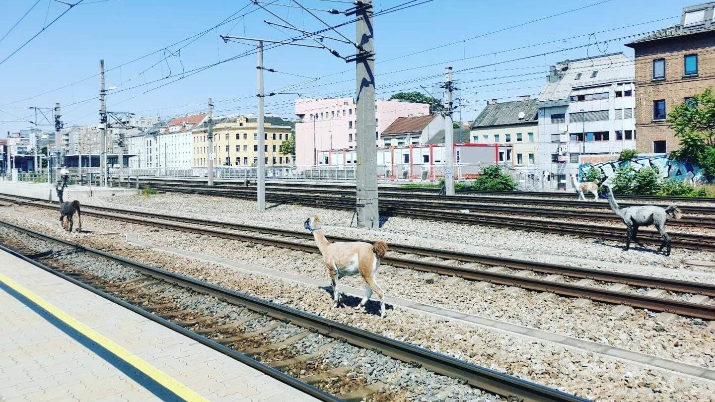 Lama-Invasion in Wien! Tierischer Feldzug Bahnhof lahm