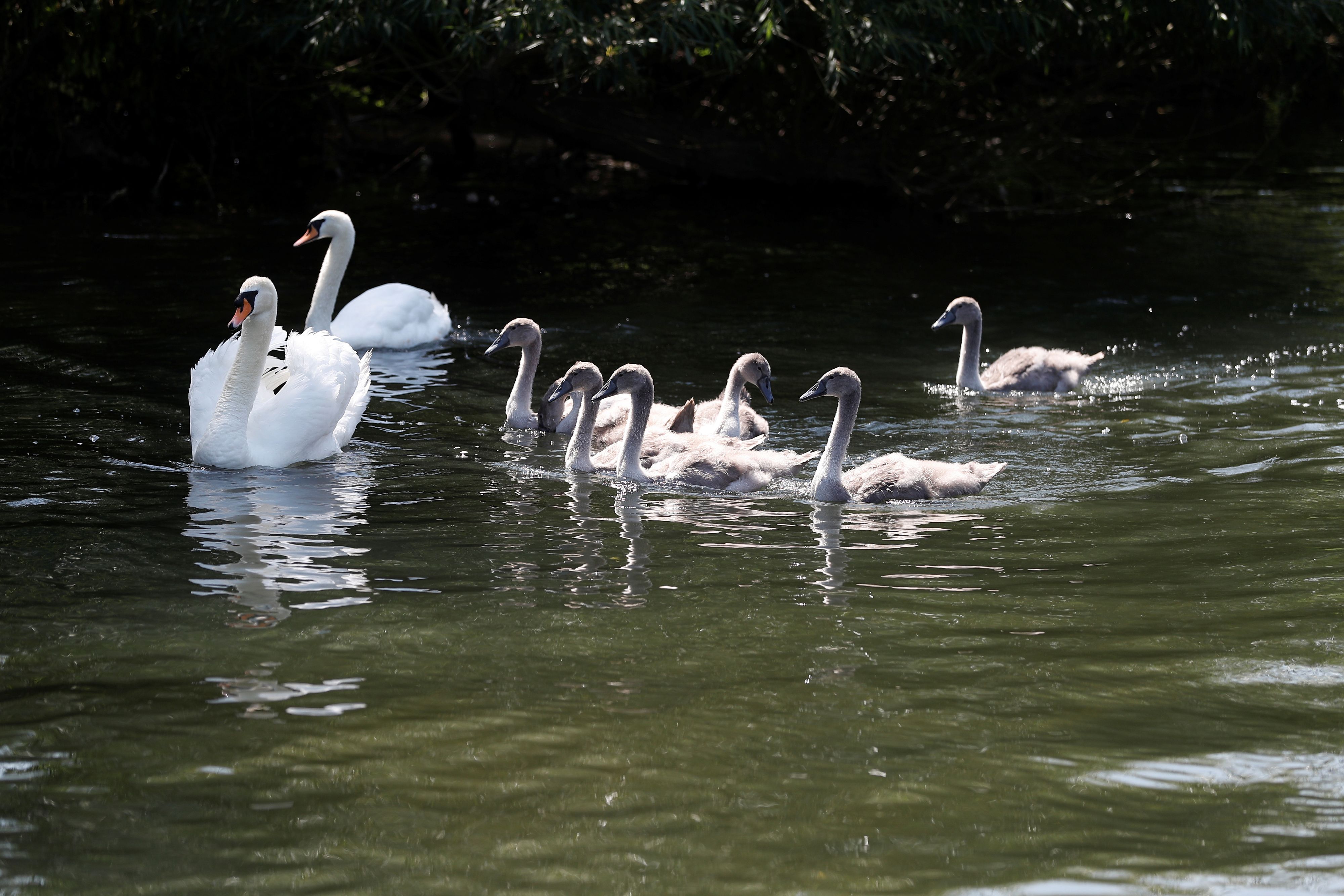 Die Gemeinde Manlius im US-Bundesstaat New York besass bis vor kurzem die Schwänin Faye. Drei Jugendliche haben sie kürzlich jedoch getötet und anschliessend gegessen. Ihre Küken hielten sie als Haustiere. (Symbolbild)