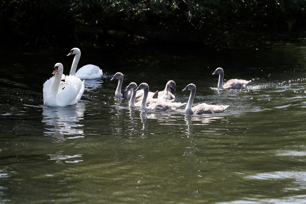 Die Gemeinde Manlius im US-Bundesstaat New York besaß bis vor kurzem die Schwänin Faye. Drei Jugendliche haben sie kürzlich jedoch getötet und anschließend gegessen. Ihre Küken hielten sie als Haustiere. (Symbolbild)