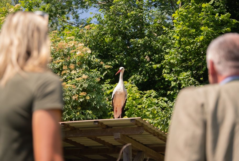 Eisschnellläuferin Patin von vier Storchenküken