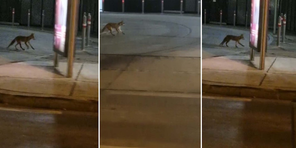 Gegen 4.00 Uhr morgens flitzt der Vierbeiner den Praterstern entlang.