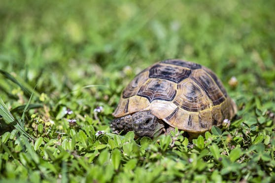 Über Facebook suchte am vergangenen Wochenende Vibeke Schindelholz nach ihrer knapp 80-jährigen Landschildkrötendame Morla. Diese sei aus ihrem Garten gestohlen worden. (Symbolbild)