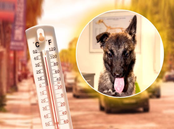 Sie können sich nicht helfen: Hunde sind der extremen Hitze im Auto hilflos ausgesetzt.