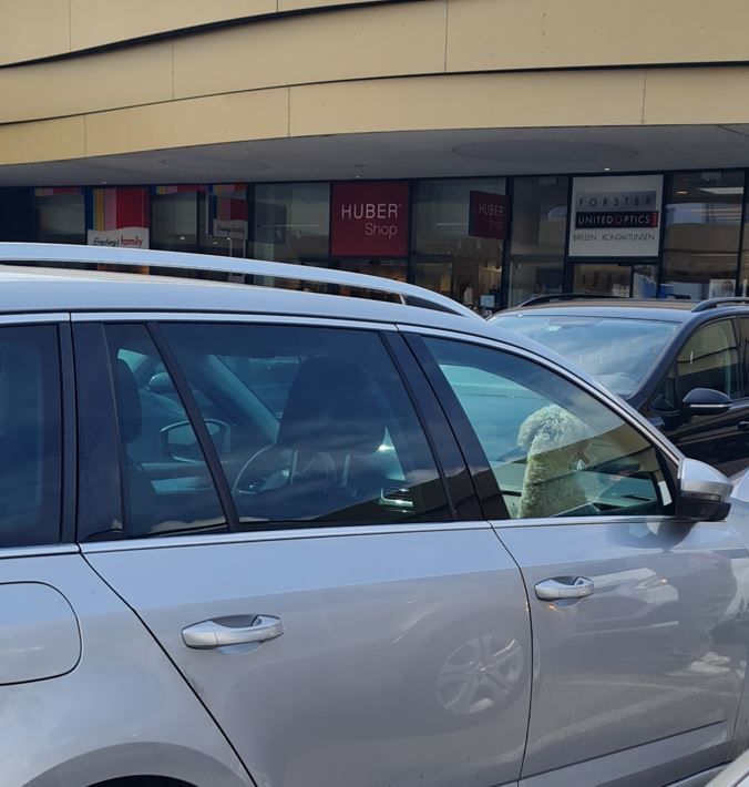 Der kleine Hund musste bei geschlossenen Fenstern im heißen Auto ausharren.