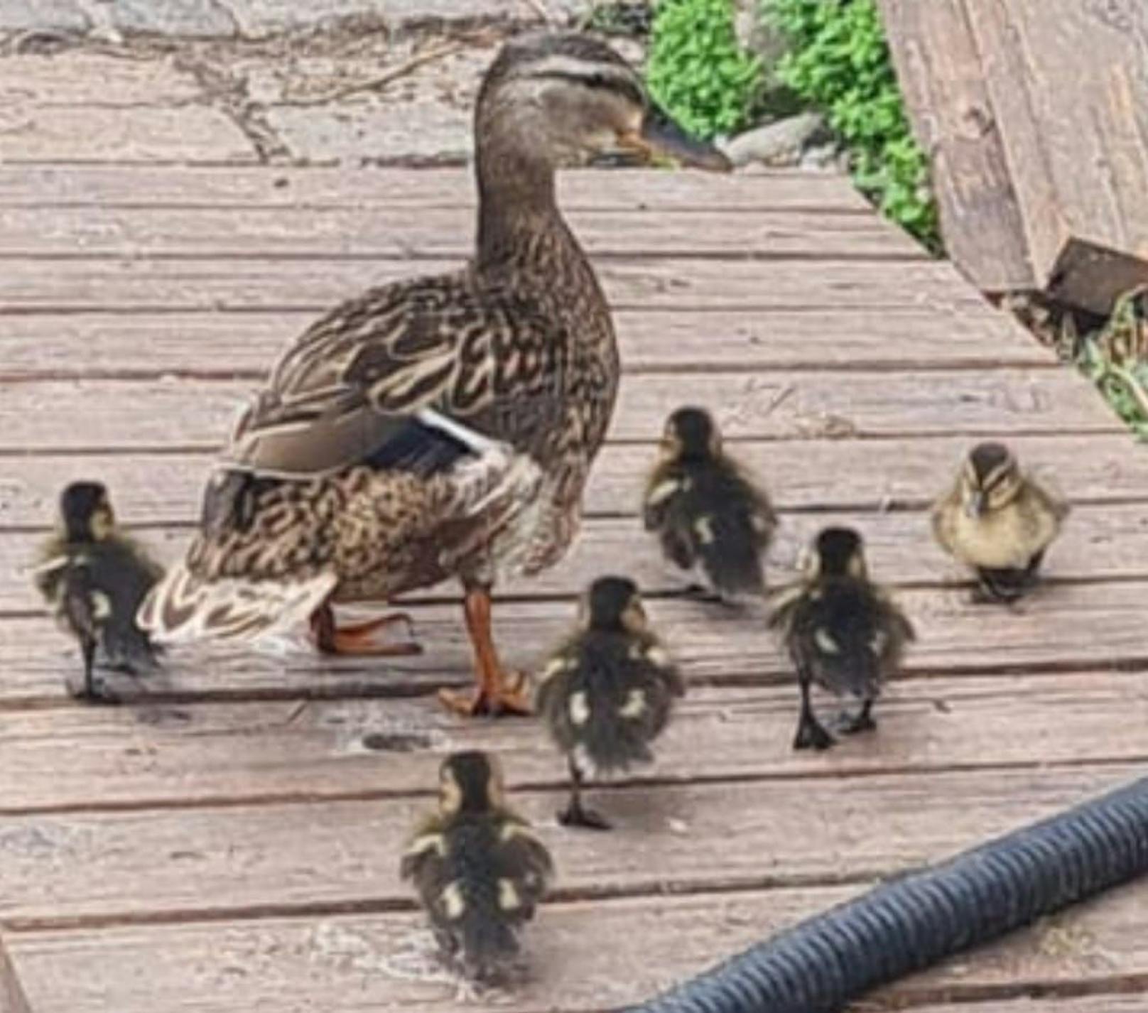 Die süßen Baby-Enten wurden bereits in die Familie integriert.