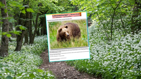 Im Bezirk Baden in Niederösterreich wurde ein Braunbär gesichtet.