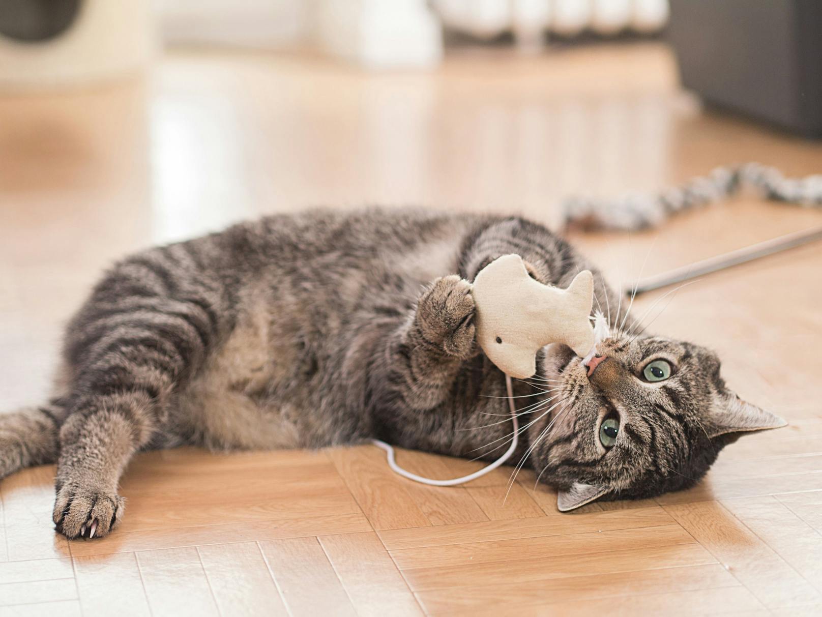 Katzenhasser versetzt Ortschaft in Angst und Schrecken