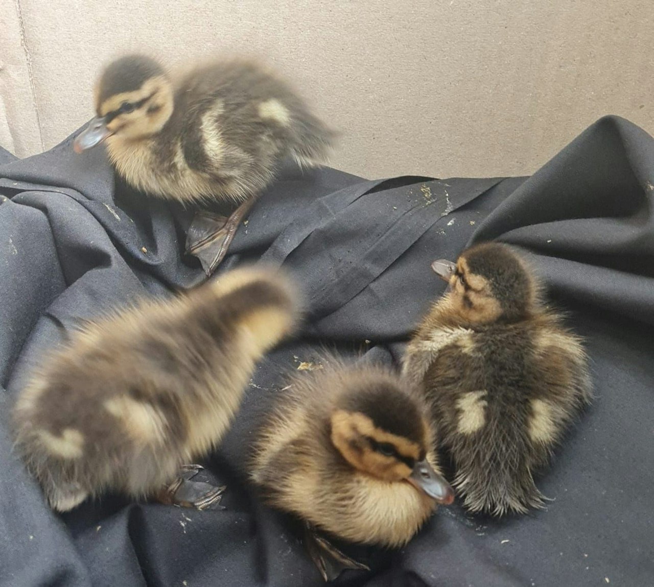 Heute.at - Oh, Mamma mia! Italo-Entenbabys als blinde Passagiere