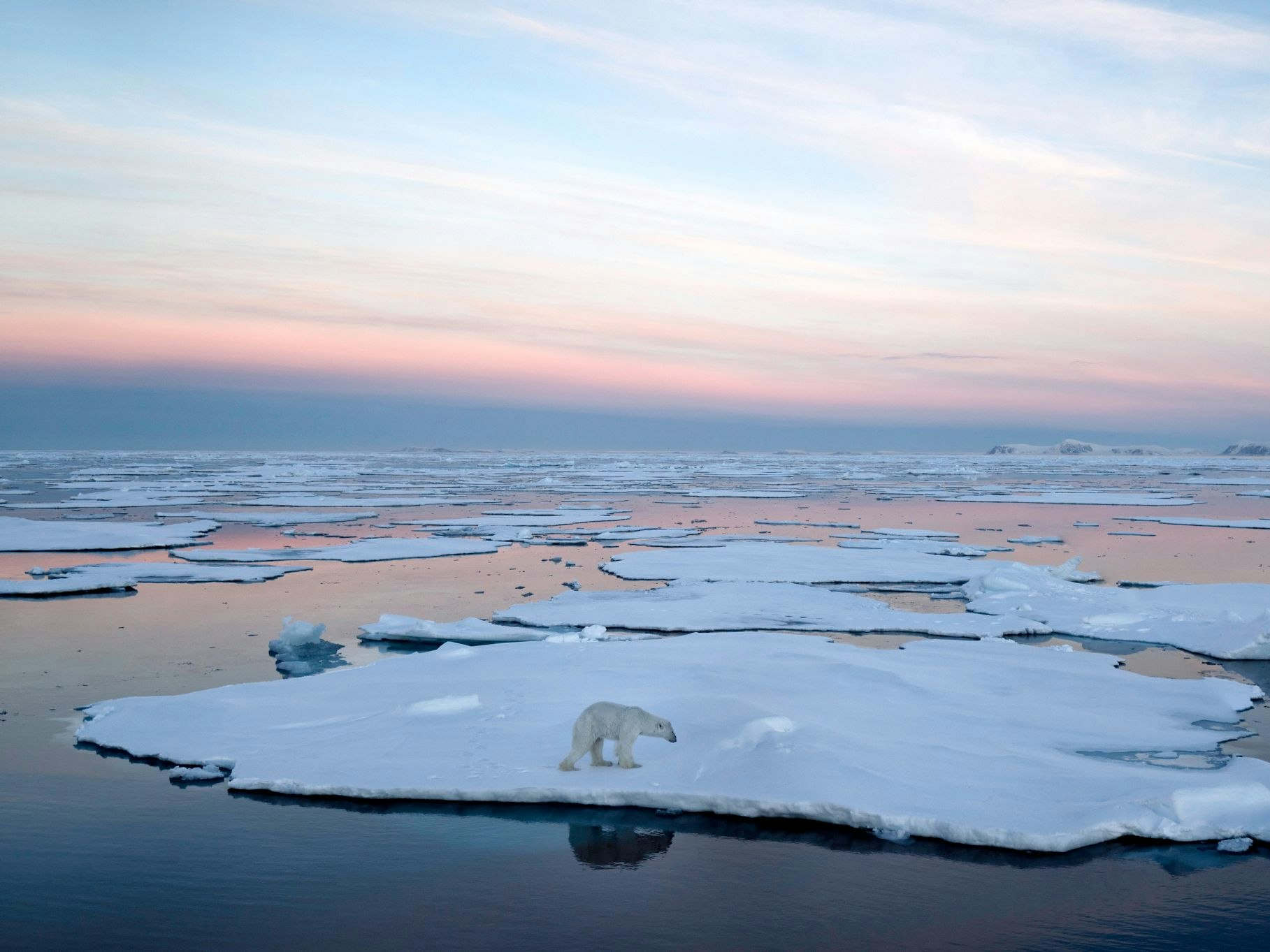 A polar bear on the pack ice in the Arctic Ocean north of Spitsbergen, Svalbard during sunset.
