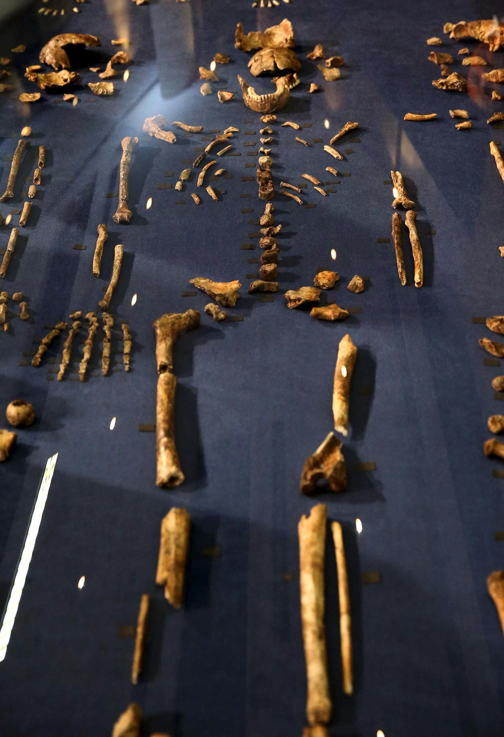 Fossilien des Homo naledi. Die Wissenschaftler fanden in die Höhlenoberfläche gegrabene Ovale, die Löchern ähneln, und die Überreste von Leichen, die darin in zusammengerollten Positionen platziert waren. Fossilien des Homo naledi.&nbsp;