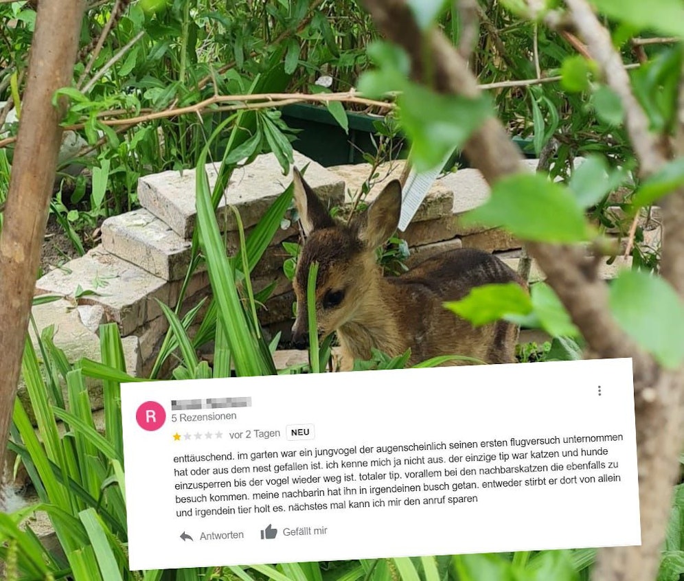 Diese Google-Rezension bekamen Claudia und Wolfgang Kaltenegger.