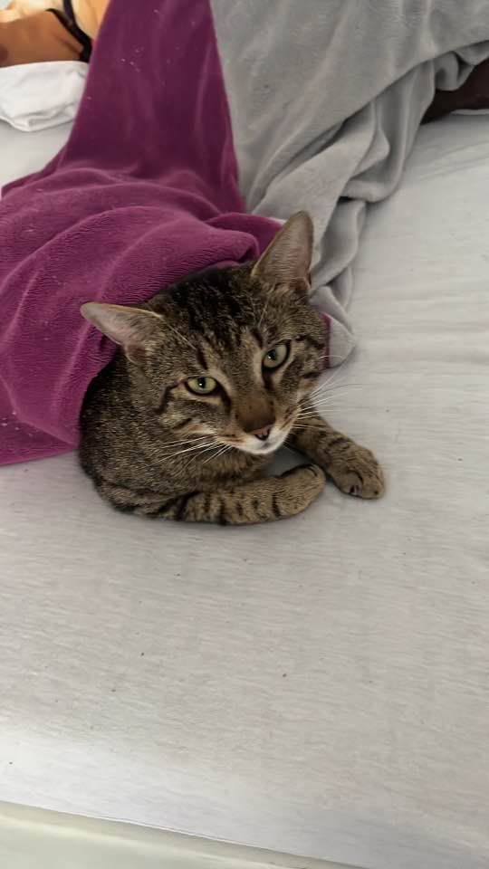 In Weiten wurde ein Kater vermutlich mit einer Schrotflinte erschossen. Die Polizei bittet nun um Hinweise zur Ausforschung des Täters. (Symbolbild)