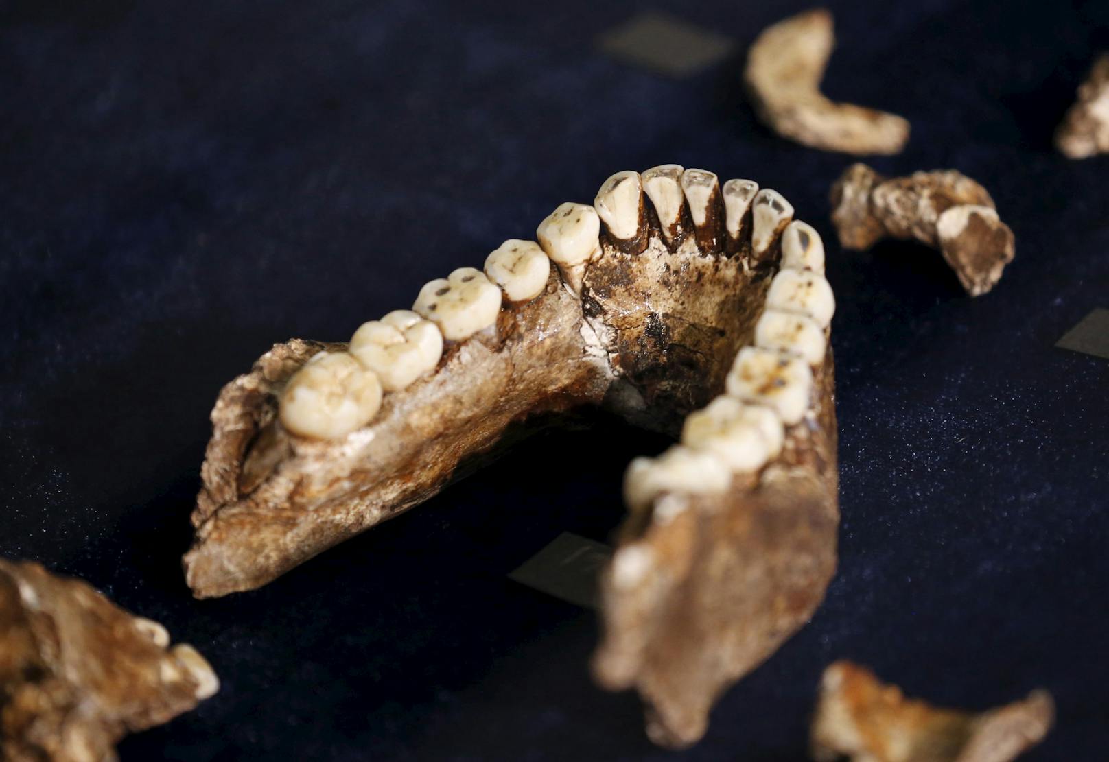 Die Schultern des Homo naledi - die zum besseren Klettern ausgerichtet waren - und die Zähne (Bild) wiesen Ähnlichkeiten mit früheren Homininen wie dem Australopithecus auf.