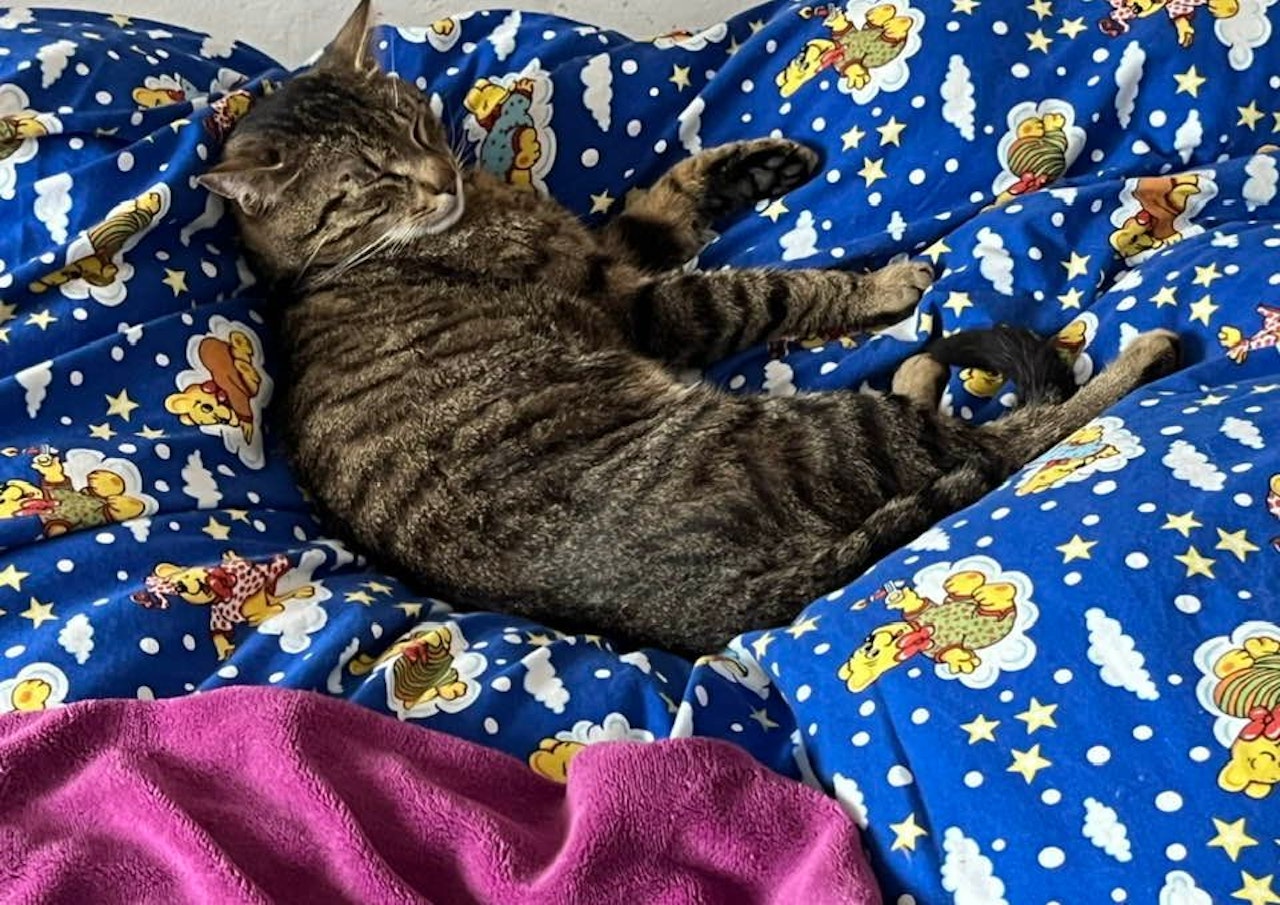Heute.at - Katze mit 20 Kugeln im Körper! Wer erschoss Mr. Blue?