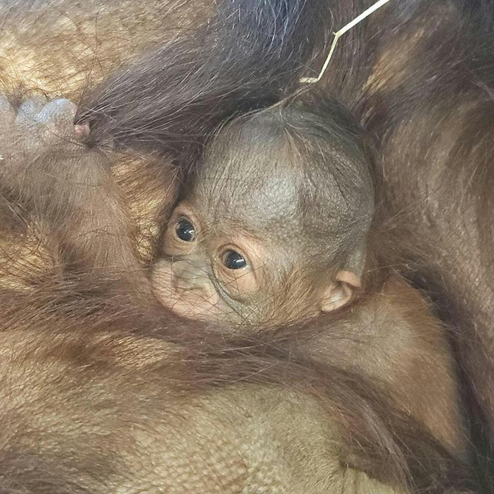 Es ist der erste Nachwuchs für "Surya", die erst im Oktober 2020 in Schönbrunn eingezogen ist. Der Vater des Jungtiers ist "Vladimir", der im Februar im Alter von 50 Jahren verstorben ist.