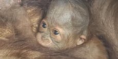 Süß! Orang-Utan-Baby in Schönbrunn geboren