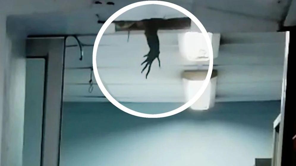 Hier hängt das Bein eines Wasserwarans aus der Decke.