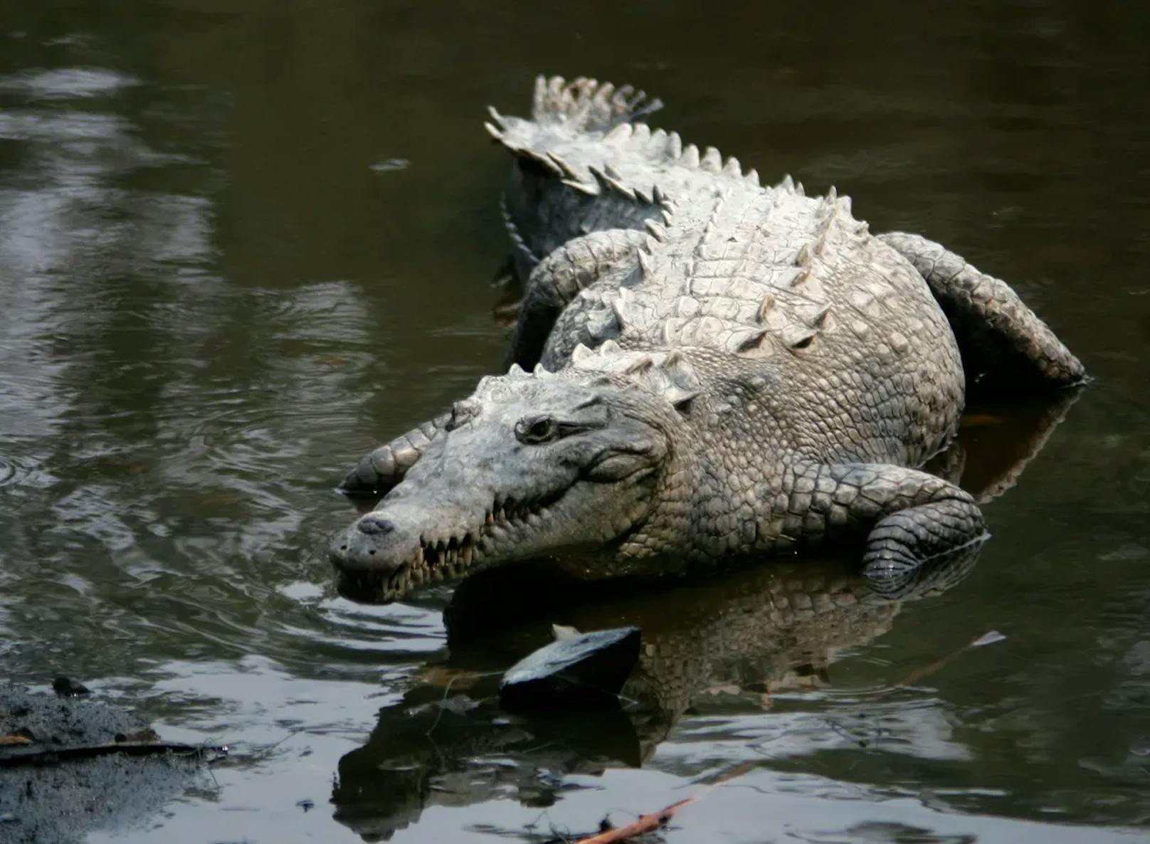 Krokodil legt befruchtetes Ei – obwohl es allein lebt