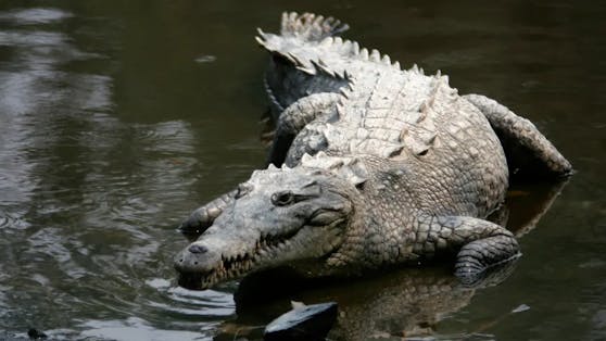 Erstmals stellten Wissenschaftler bei einem Krokodil eine sogenannte Jungfernzeugung fest.