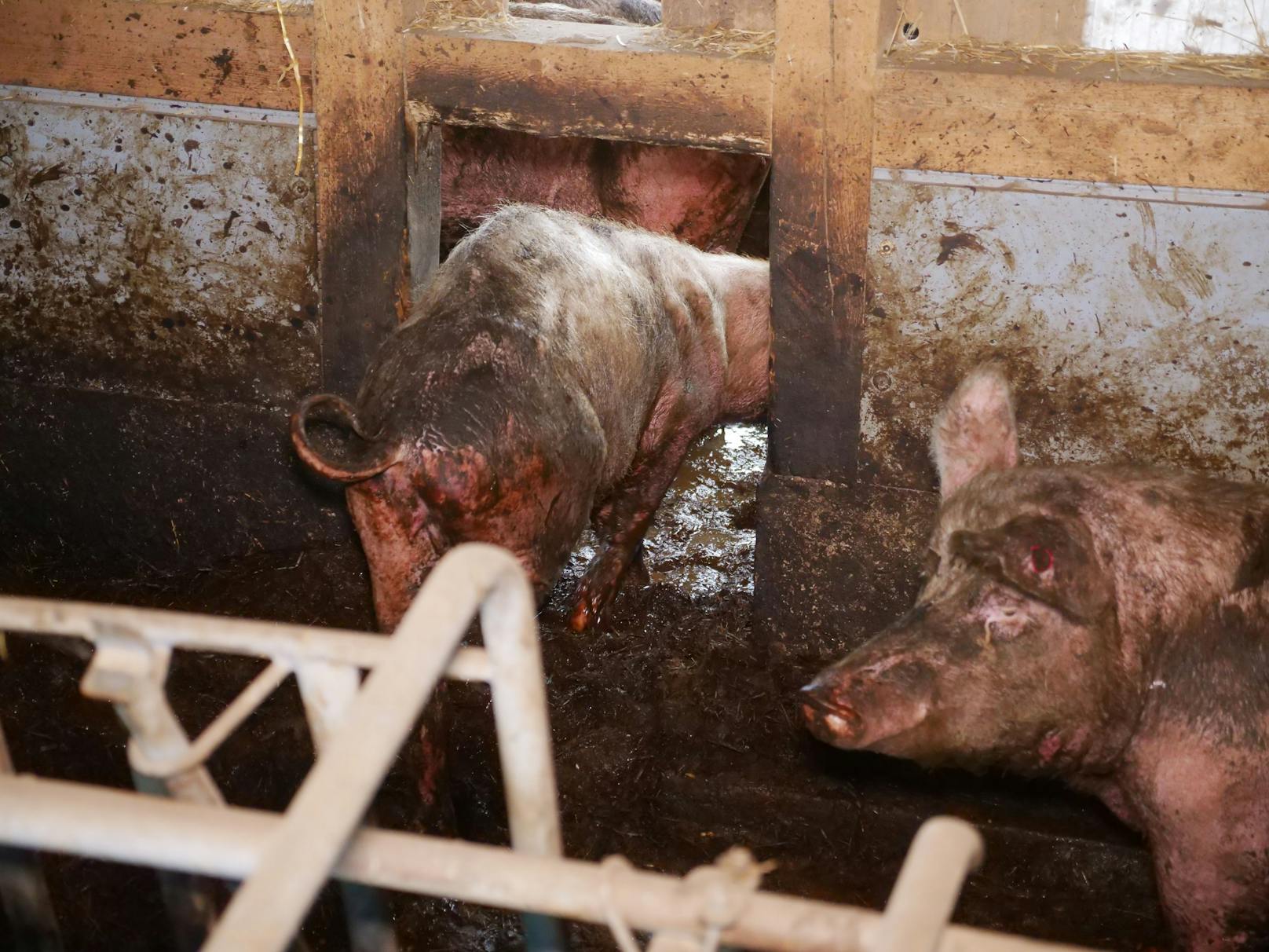 Katastrophale Zustände auf einem Schweinemast-Betrieb im Bezirk Krems Land