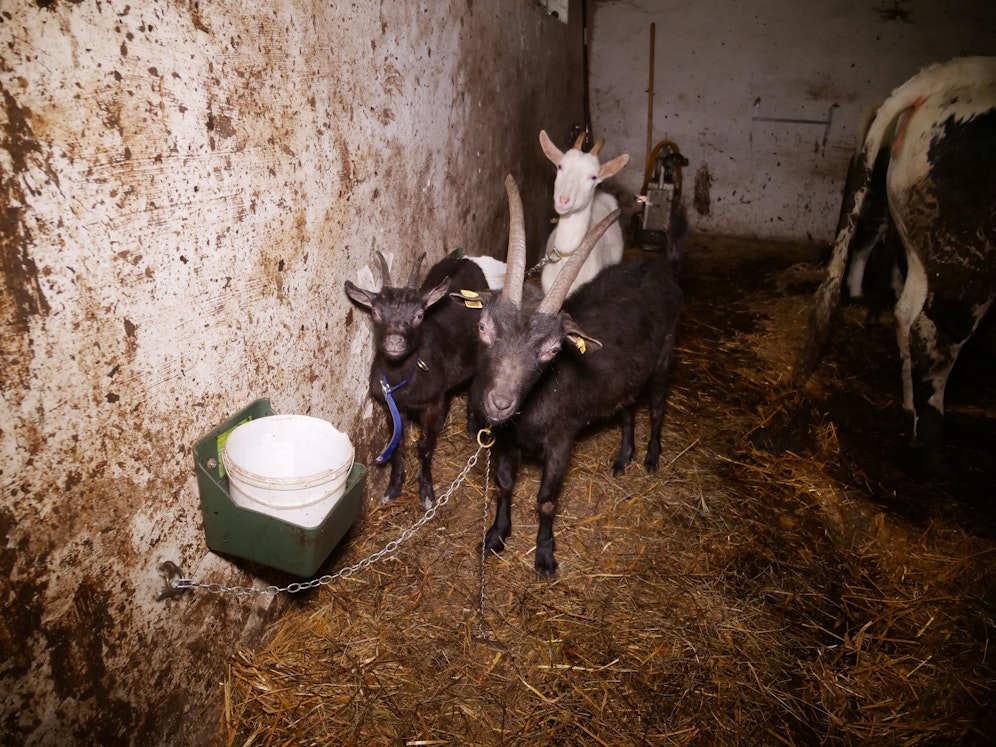 Tierschützer deckten Zustände in Betrieb im Bezirk Krems-Land auf.