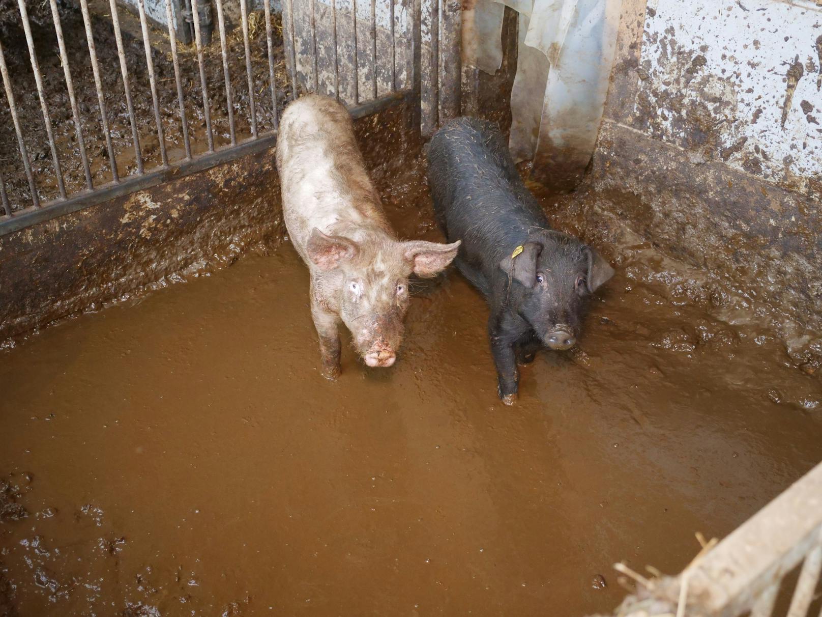 Katastrophale Zustände auf einer Schweine-, Rinder- und Ziegenfarm im Bezirk Krems