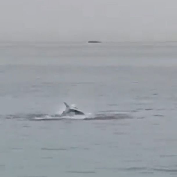 Der Hai kam aus dem Nichts, plötzlich tauchte neben dem Schwimmer die bedrohliche Rückenflosse auf, Sekunden später fiel das Raubtier über den 23-Jährigen her. Der junge Russe hatte keine Chance, starb am Strand. Ein Boot, das ihn hatte retten wollen, war nur Augenblicke zu spät eingetroffen.