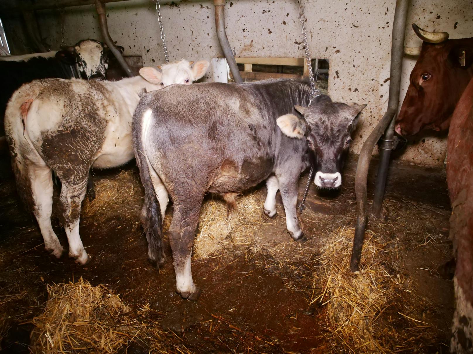 Kühe in schlechtem Zustand laut VGT