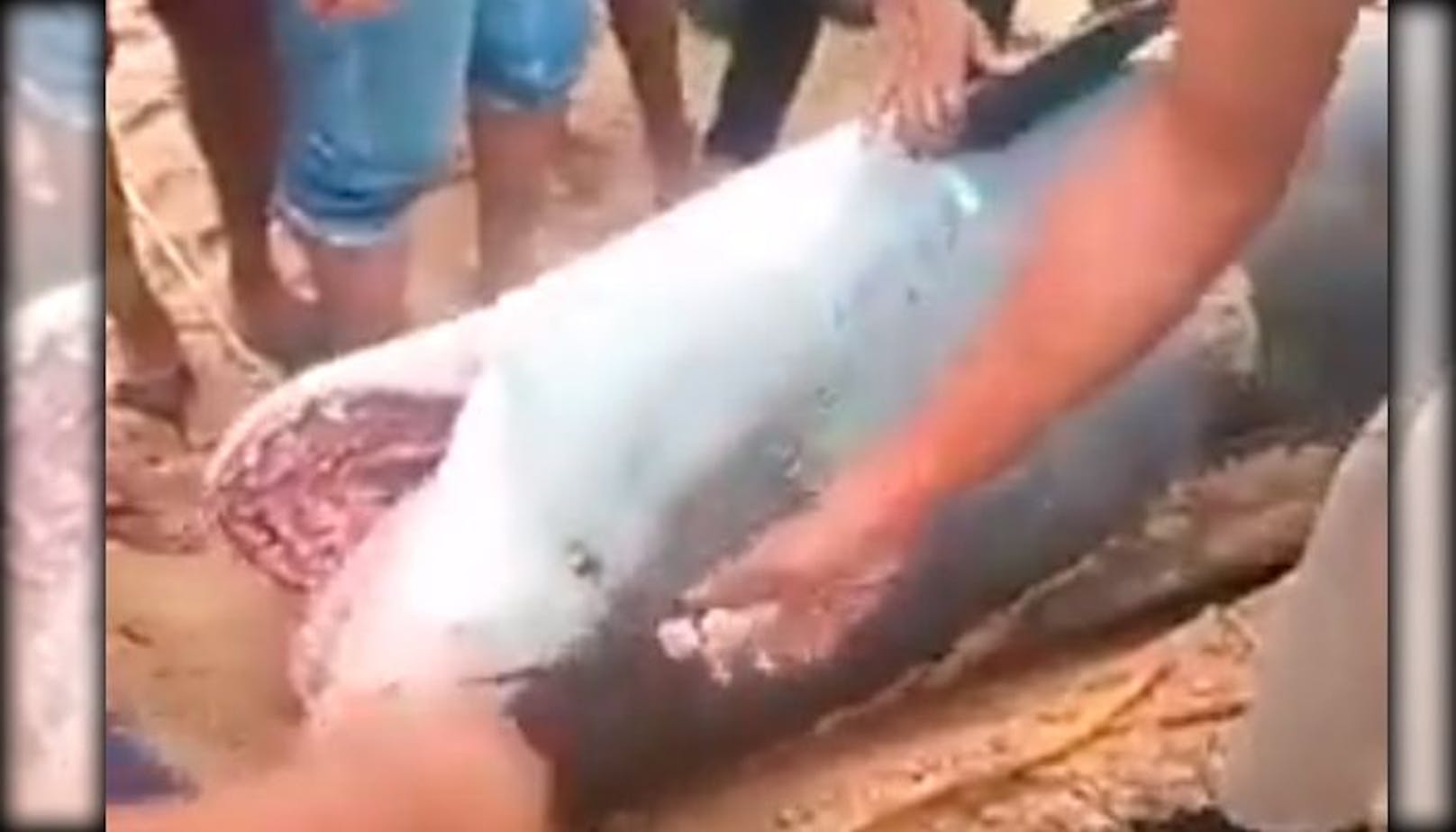 Dieser Tigerhai tötete einen Touristen aus Russland in Hurghada.