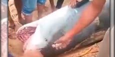 Video zeigt, wie Killer-Hai von Hurghada gefangen wird