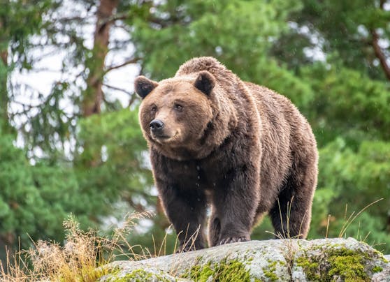 Eine Wanderin will in NÖ einen Braunbären gesehen haben. (Symbolfoto)