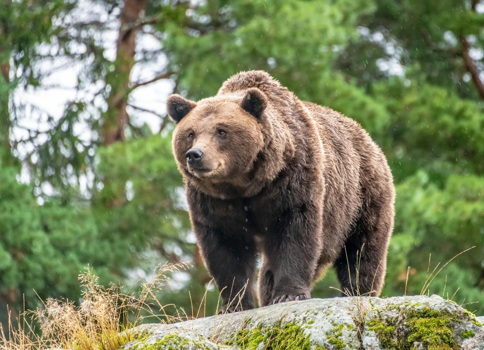 Bären-Alarm in NÖ: "Könnte auch ein großer Hund sein"