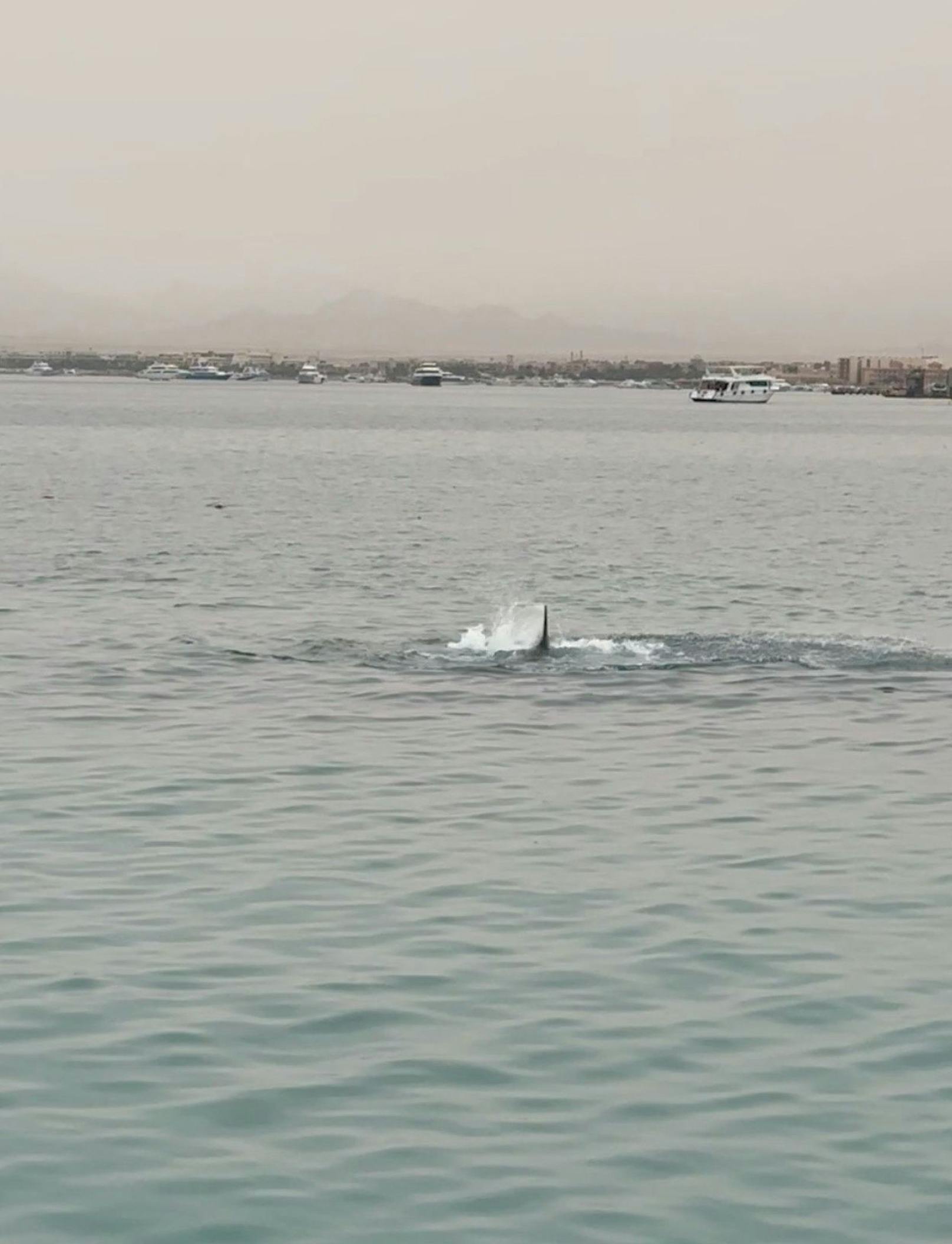 Ein 23-jähriger Russe wurde am Donnerstag an einem Strand in Hurghada von einem Hai getötet. Auf einem Social-Media-Video ist der Hai zu sehen.&nbsp;