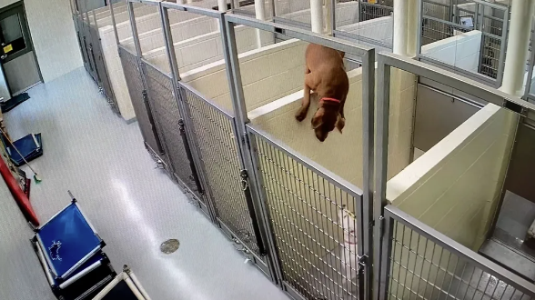 Der Pitbull Brenda (4) klettert über eine 1,5 Meter hohe Betonwand, um ihren Nachbarin Linda (7) zu besuchen. 