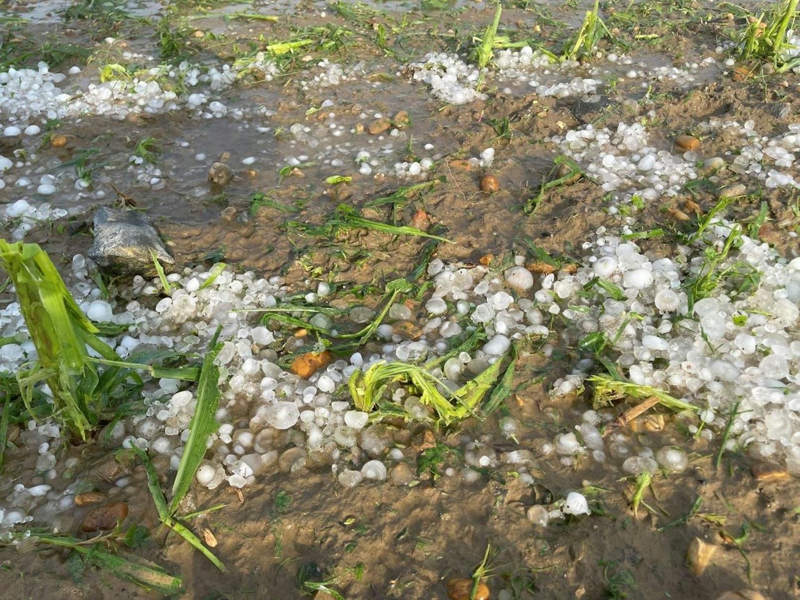Hagelschäden an Mais in Straden, Südoststeiermark, am 9. Juni 2023.